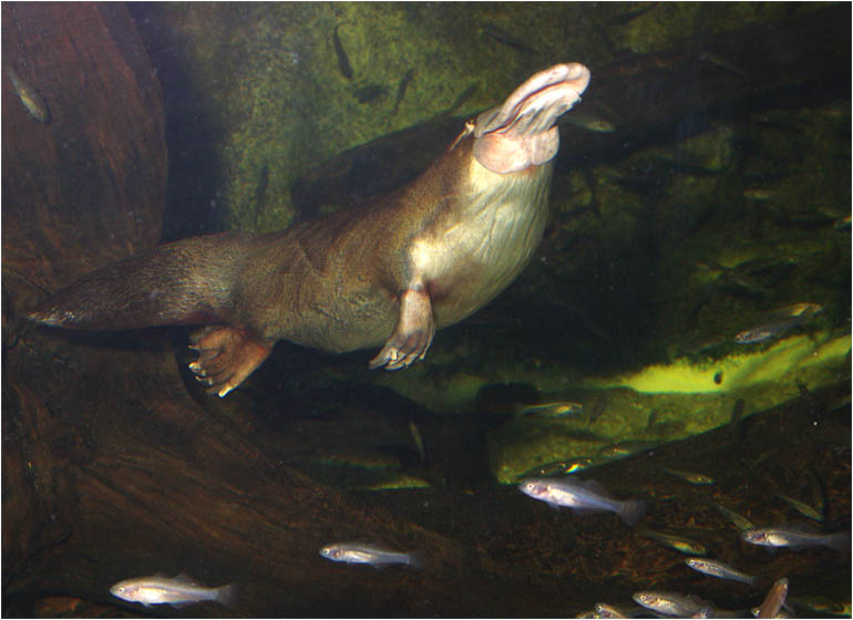 Platypus, a Unique Mammal-like ducks, laying and Venomous