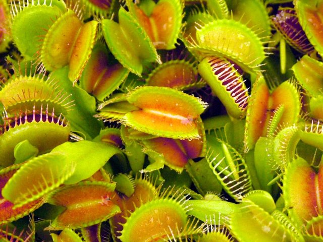 Venus Flytrap; The Carnivorous Plants